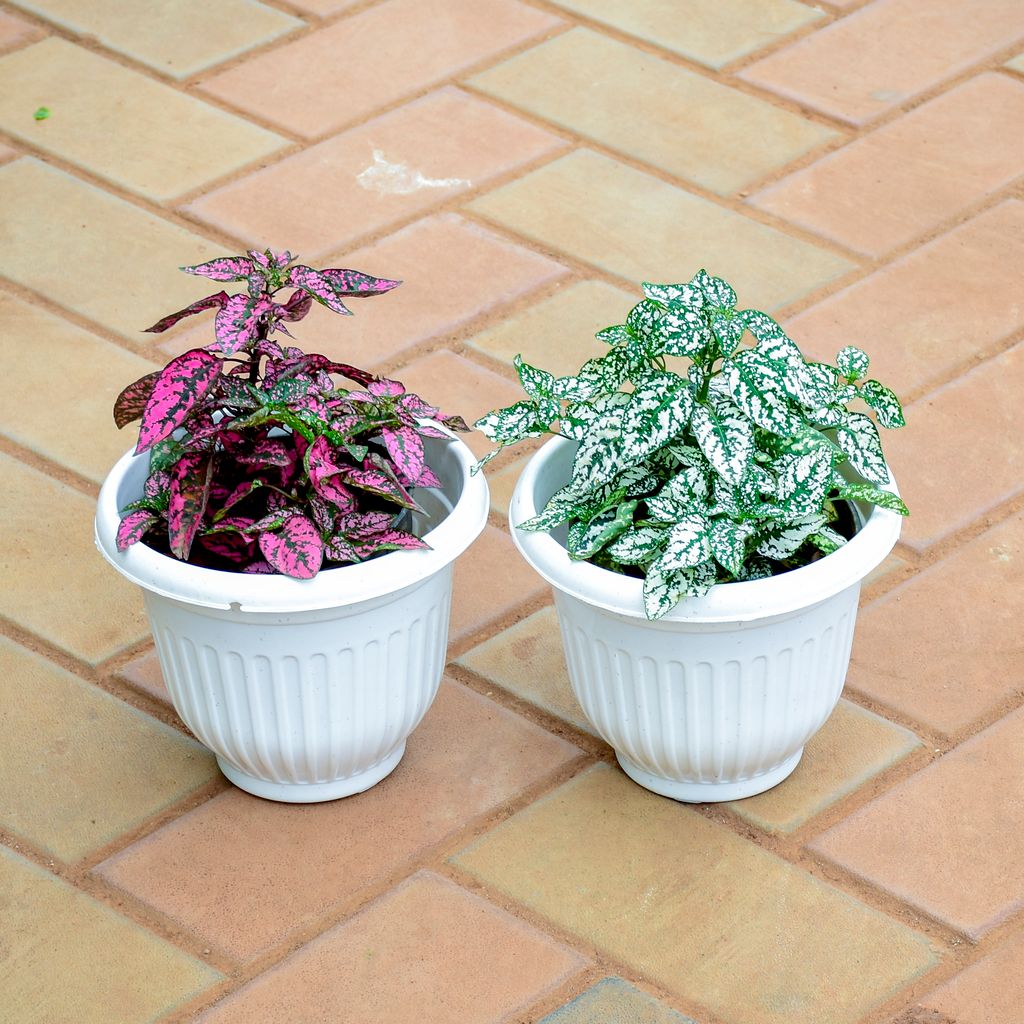 Set of 2 - Hypoestes / Polka Dot (Green & Red) in 8 Inch White Olive Plastic Pot