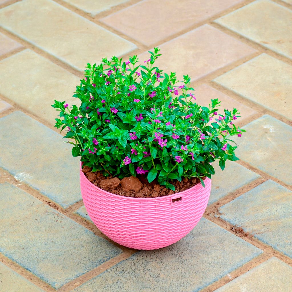 Cuphea / False Heather (Any Colour) in 7 X 4.5 Inch Pink Premium Euro Plastic Hanging Basket