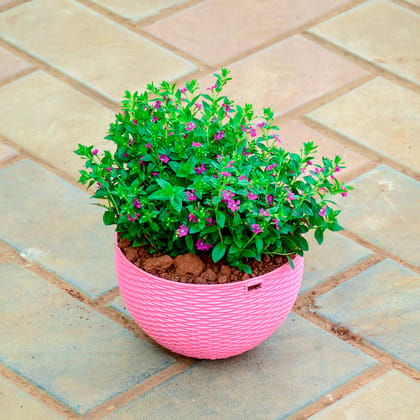 Buy Cuphea / False Heather (Any Colour) in 7 X 4.5 Inch Pink Premium Euro Plastic Hanging Basket Online | Urvann.com