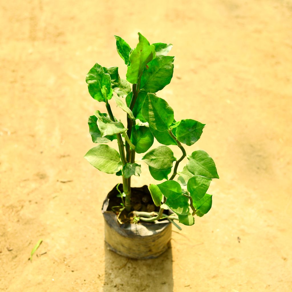 Pedilanthus / Devil's Backbone Green in 4 Inch Nursery Bag