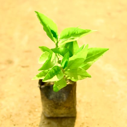 Buy Pedilanthus / Devil's Backbone Green in 4 Inch Nursery Bag Online | Urvann.com