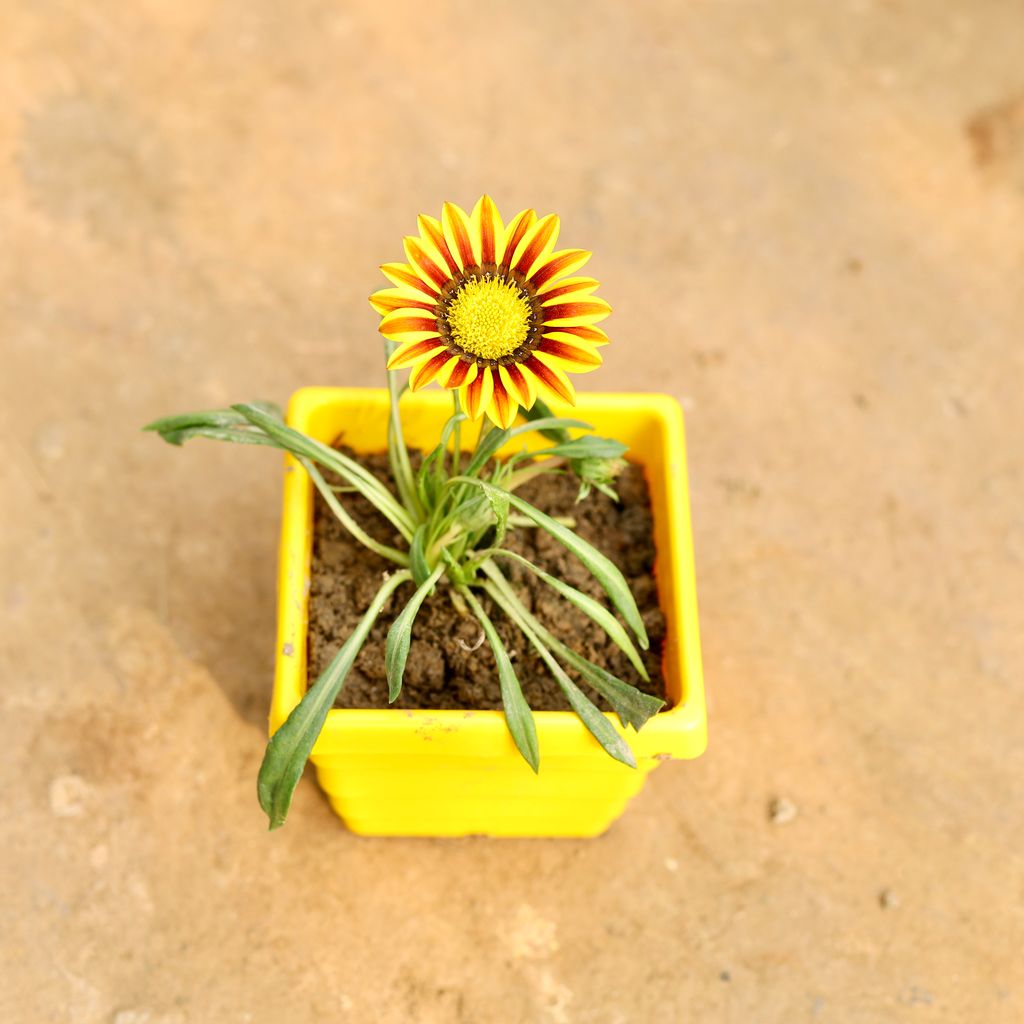 Gazania (Any Colour) in 4 Inch Yellow Premium Orchid Square Plastic Pot