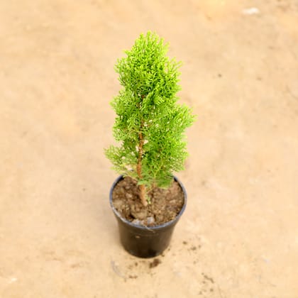 Buy Morpankhi Golden in 5 Inch Nursery Pot Online | Urvann.com