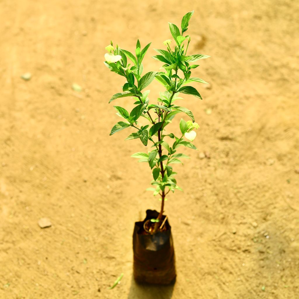 Mussaenda (Any Colour) in 4 Inch Nursery Bag