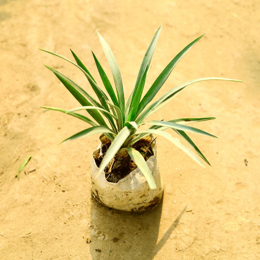 Yucca in 4 Inch Nursery Bag