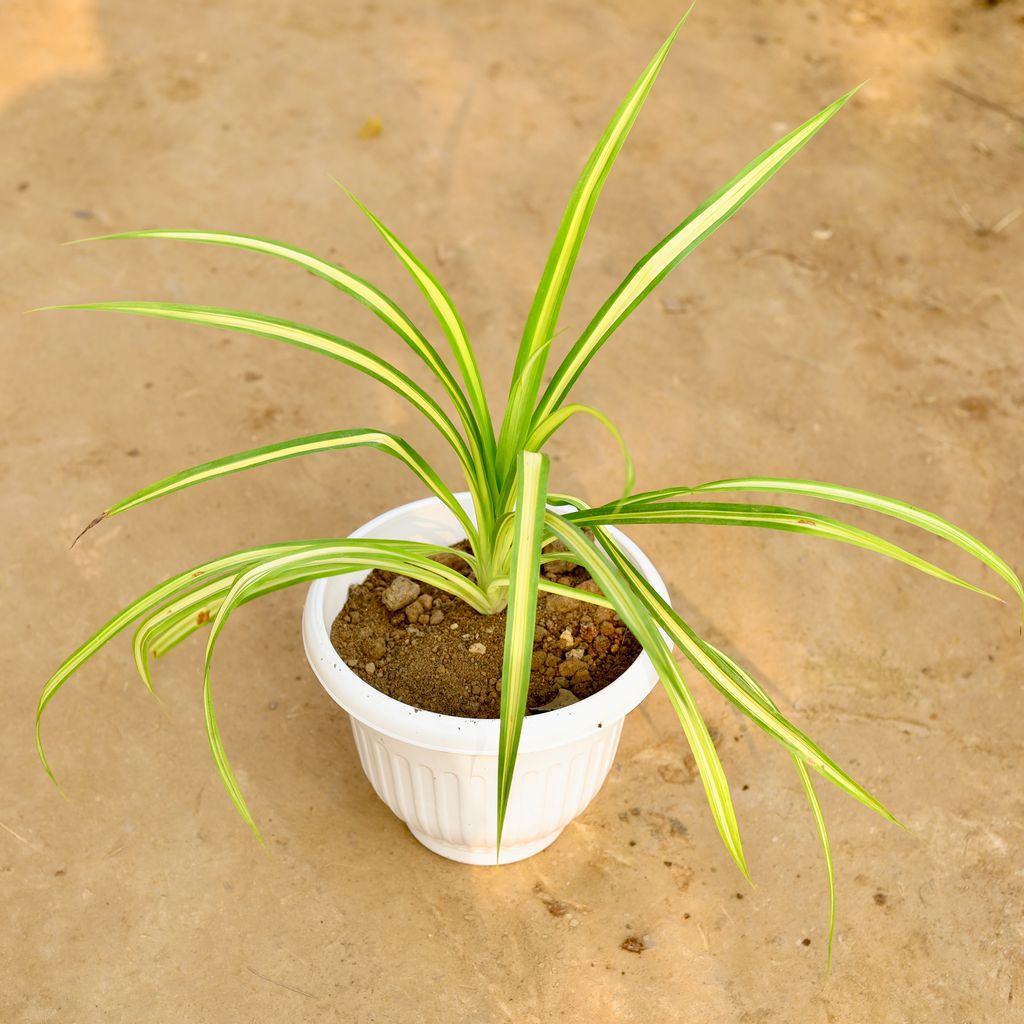 Pandanus / Screwpine in 8 Inch White Olive Plastic Pot