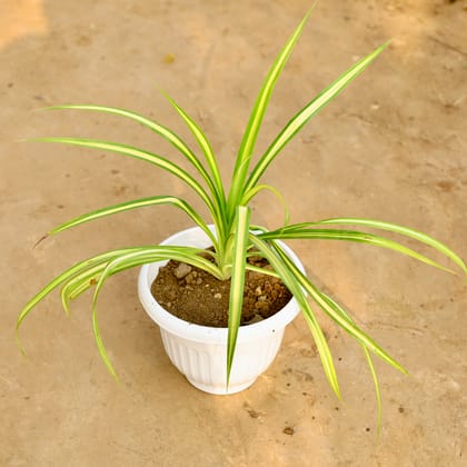 Buy Pandanus in 8 Inch White Olive Plastic Pot Online | Urvann.com