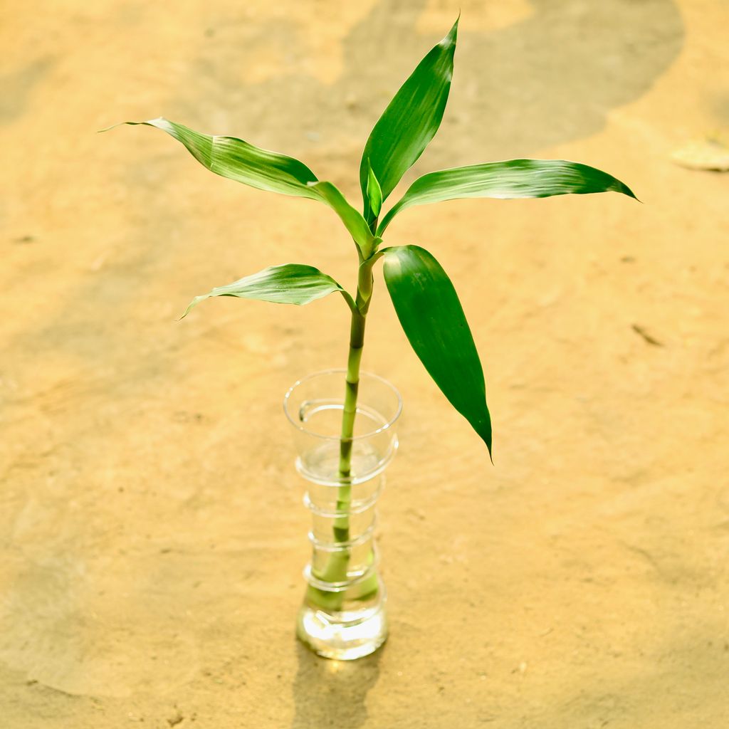 Lucky Bamboo Long in 4 Inch Glass Jar