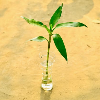 Buy Lucky Bamboo Long in 4 Inch Glass Jar Online | Urvann.com