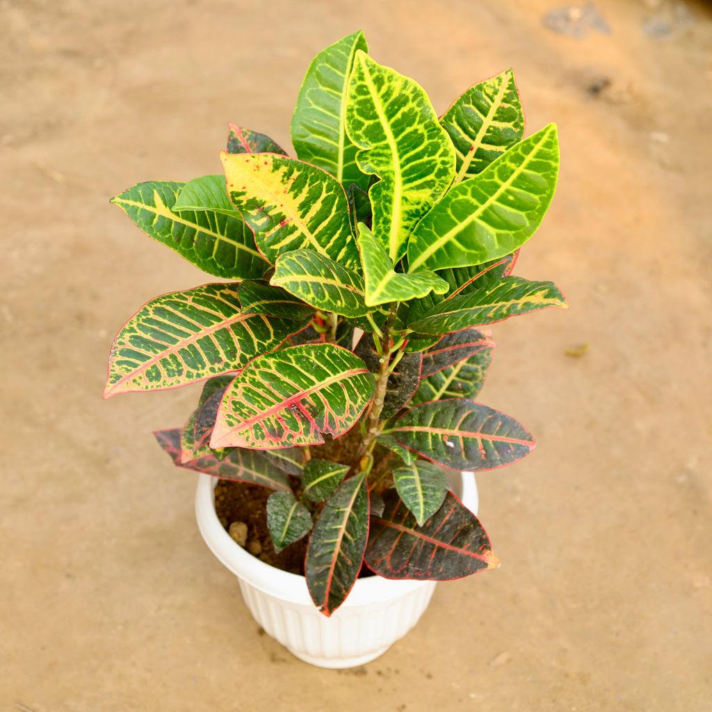 Croton Petra in 8 Inch White Olive Plastic Pot