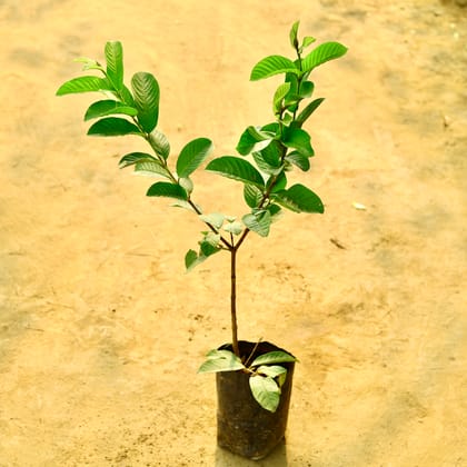 Buy Amrood / Guava (2.5 - 3 Ft) in 8 Inch Nursery Bag Online | Urvann.com