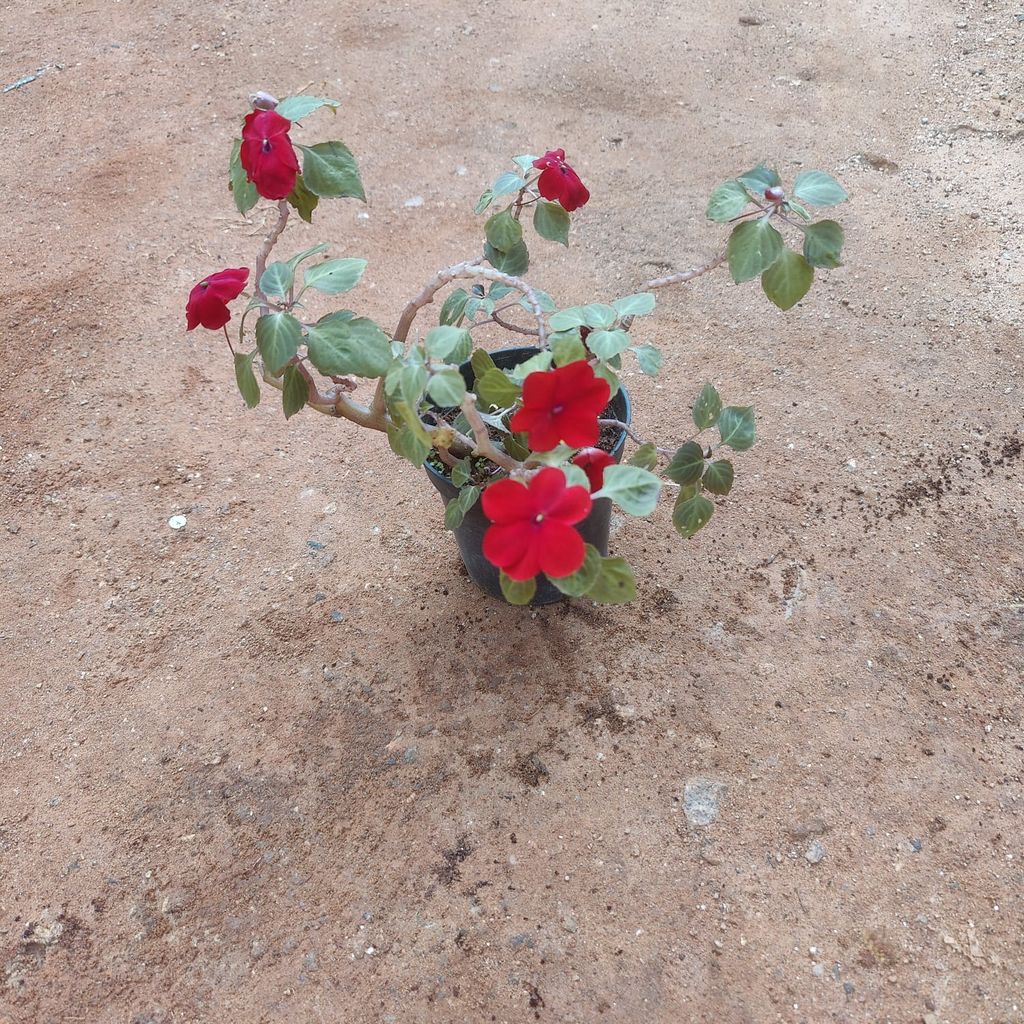 Balsam (Any Colour) in 4 Inch Nursery Pot