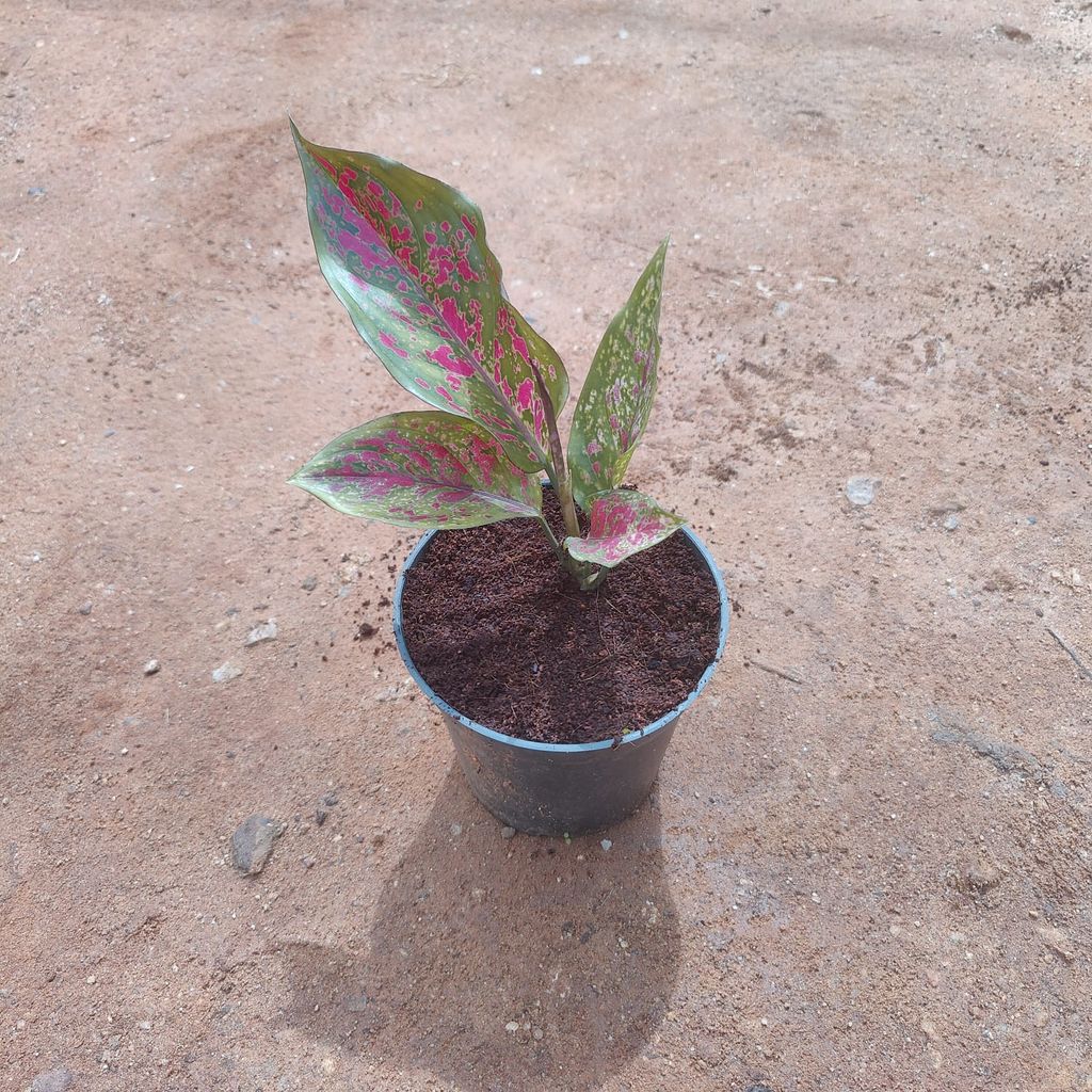 Aglaonema Pink Dalmatian in 5 Inch Nursery Pot