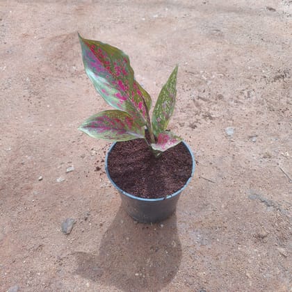 Buy Aglaonema Pink Dalmatian in 5 Inch Nursery Pot Online | Urvann.com