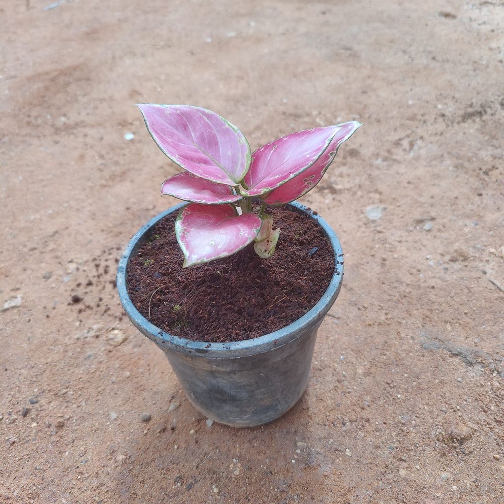 Aglaonema Pink in 5 Inch Nursery Pot