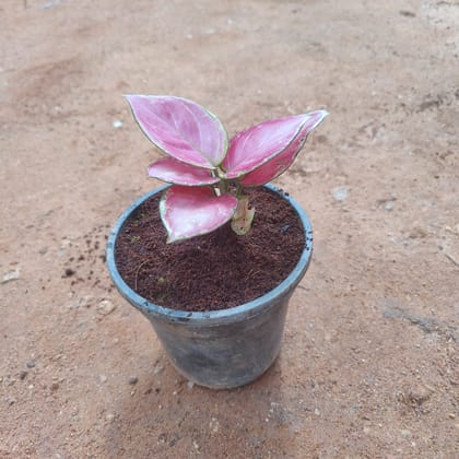 Buy Aglaonema Pink in 5 Inch Nursery Pot Online | Urvann.com