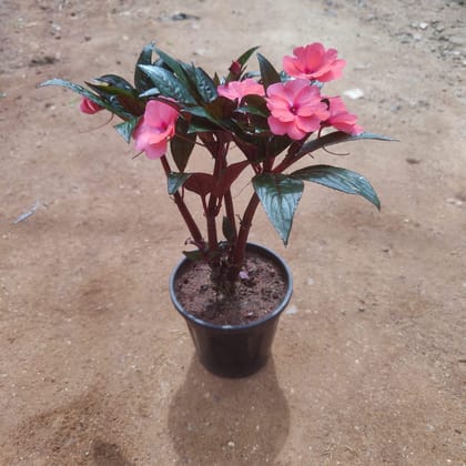 Buy Impatiens New Guinea (Any Colour) in 5 Inch Nursery Pot Online | Urvann.com