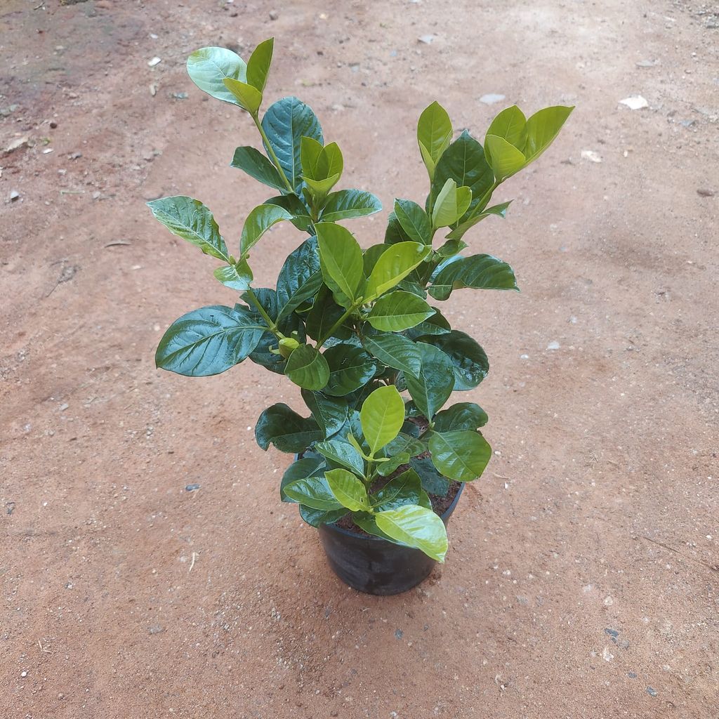 Gardenia in 6 Inch Nursery Pot