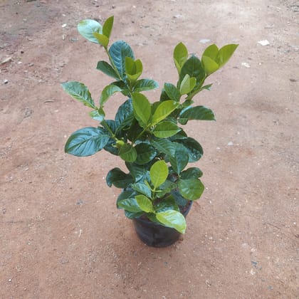 Buy Gardenia in 6 Inch Nursery Pot Online | Urvann.com