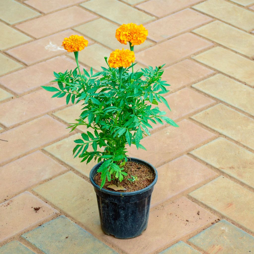 Marigold / Genda Orange in 5 Inch Nursery Pot