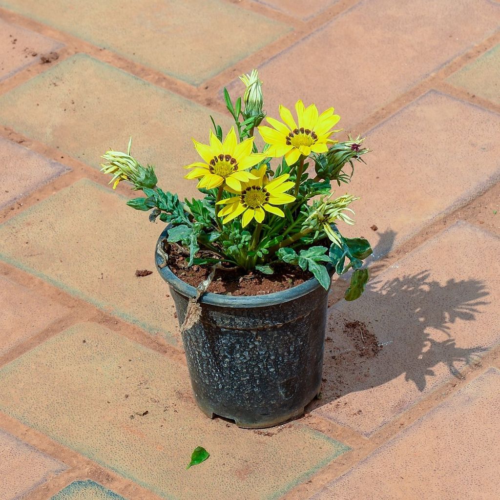 Gazania (any colour) in 4 Inch Nursery Pot