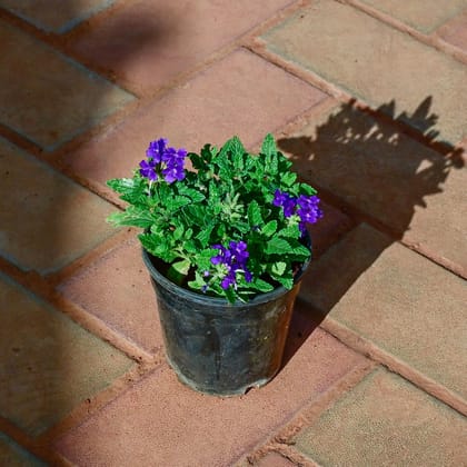 Buy Verbena (Any Colour) in 4 Inch Nursery Pot Online | Urvann.com