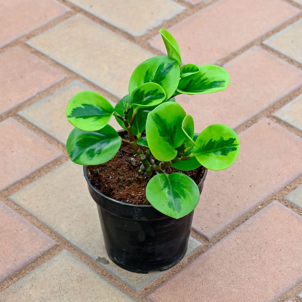 Peperomia / Radiator Plant Variegated in 4 Inch Nursery Pot