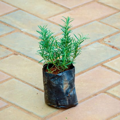 Buy Rosemary in 4 Inch Nursery Bag Online | Urvann.com