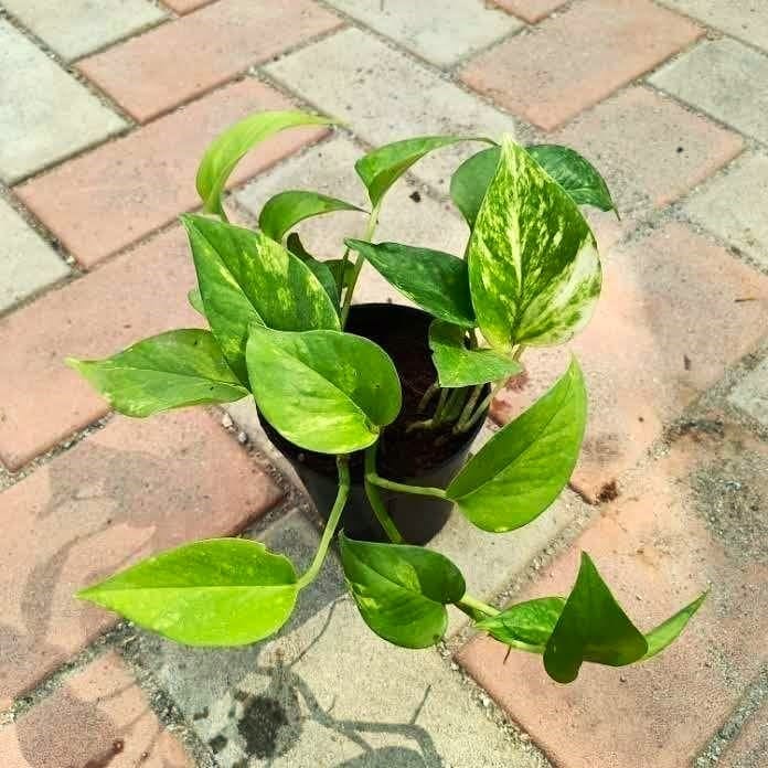 Money Plant Green in 4 Inch Nursery Pot