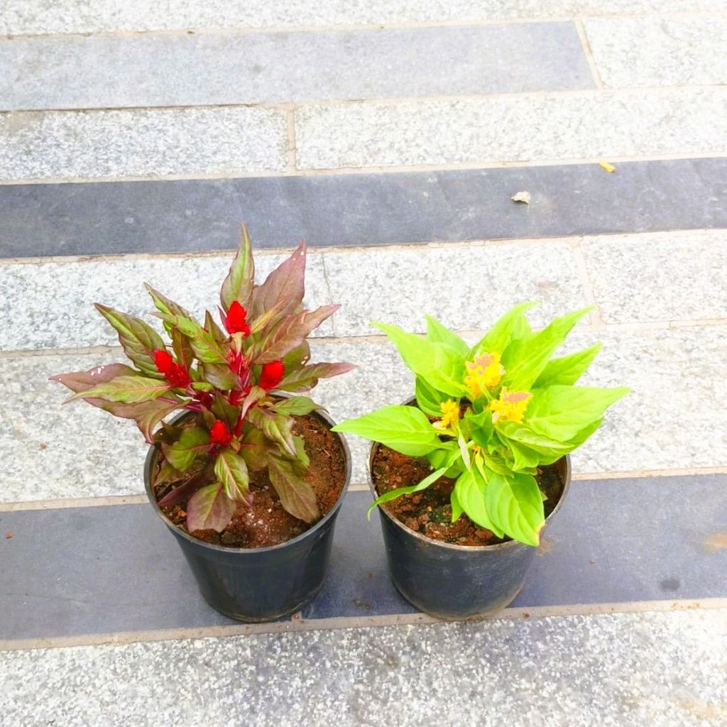 Set of 2 - Cockscomb (Red & Yellow) in 4 Inch Nursery Pot