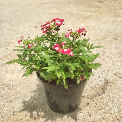 Buy Verbena Pink (colour may vary) in 4 Inch Nursery Pot Online | Urvann.com