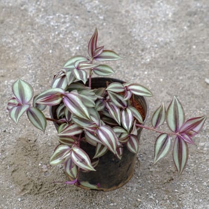 Buy Wandering Jew in 4 Inch Nursery Pot Online | Urvann.com