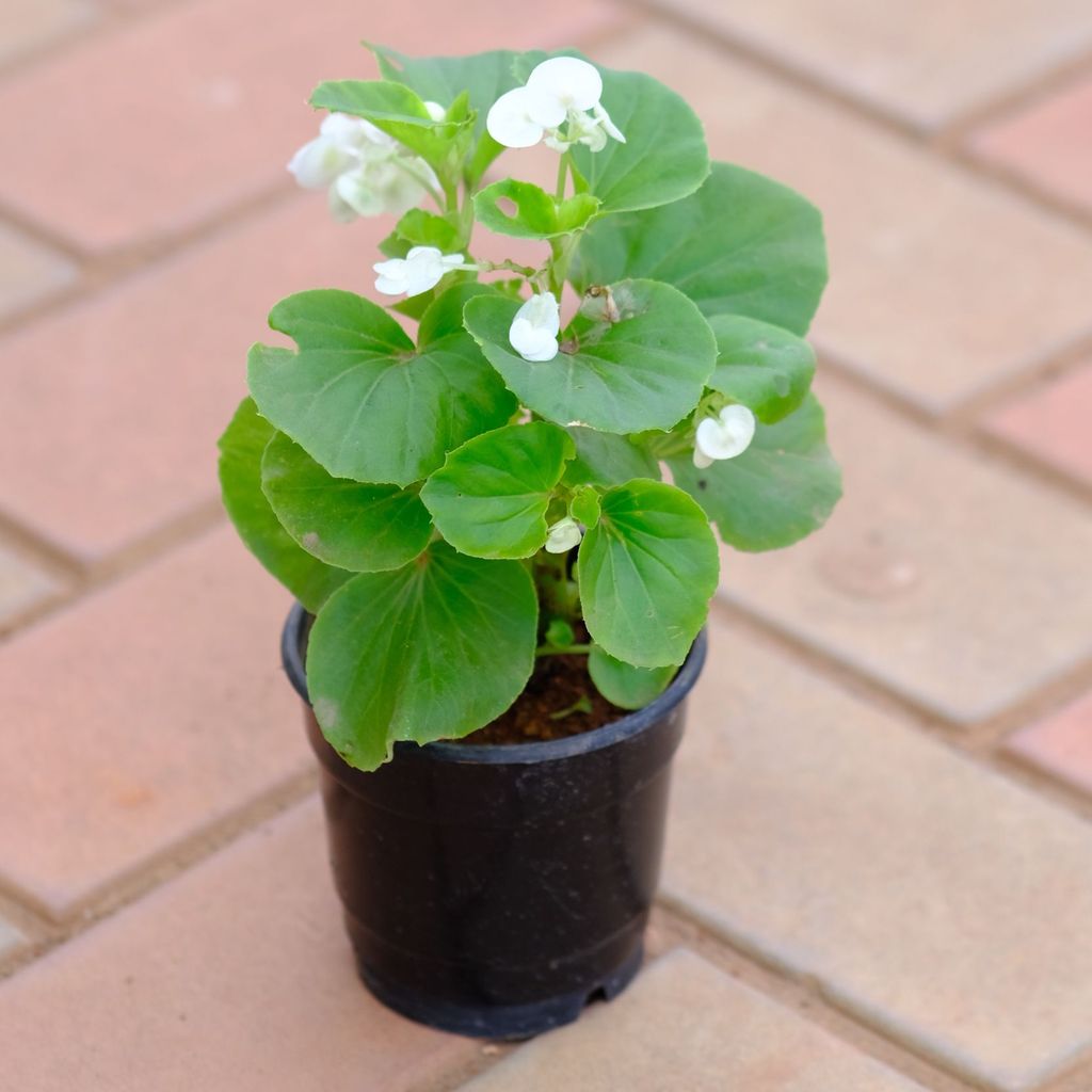 Begonia White in 4 Inch Nursery Pot