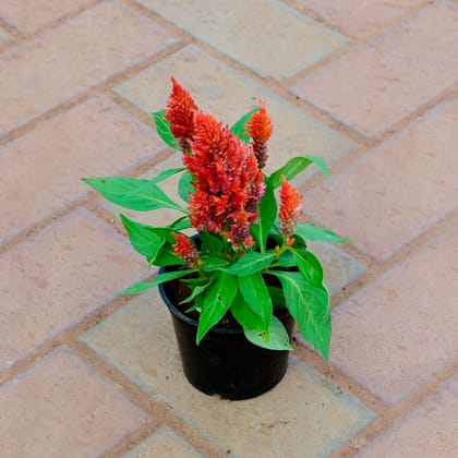 Buy Cockscomb (Any Colour) in 4 Inch Nursery Pot Online | Urvann.com