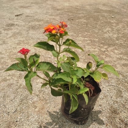 Buy Lantana (Any Colour) in 4 Inch Nursery Bag Online | Urvann.com