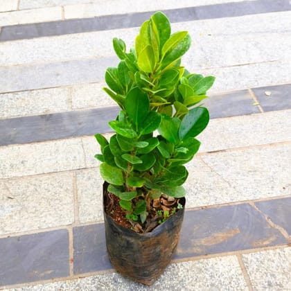 Buy Ficus Panda in 5 Inch Nursery Bag in 5 Inch Nursery Bag Online | Urvann.com