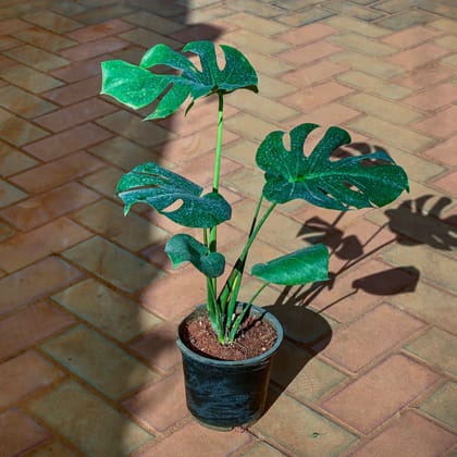 Buy Monstera Deliciosa in 8 Inch Nursery Pot Online | Urvann.com