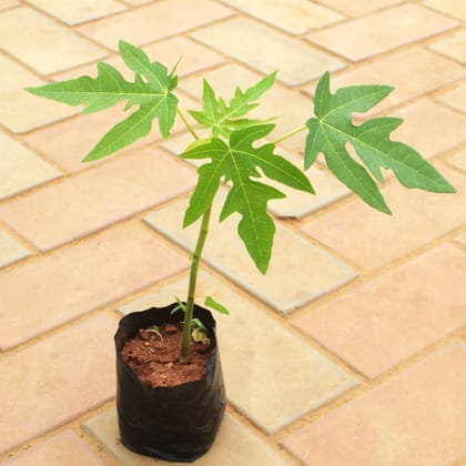 Buy Papaya Plant in 4 Inch Nursery Bag Online | Urvann.com