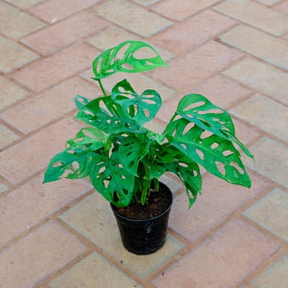 Buy Monstera Broken Heart in 5 Inch Nursery Pot Online | Urvann.com