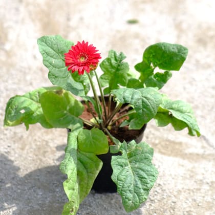 Buy Gerbera (any colour) in 4 Inch Nursery Pot Online | Urvann.com