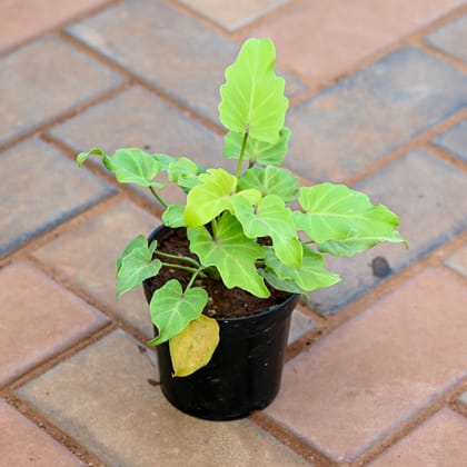 Buy Xanadu Golden in 5 Inch Nursery Pot Online | Urvann.com