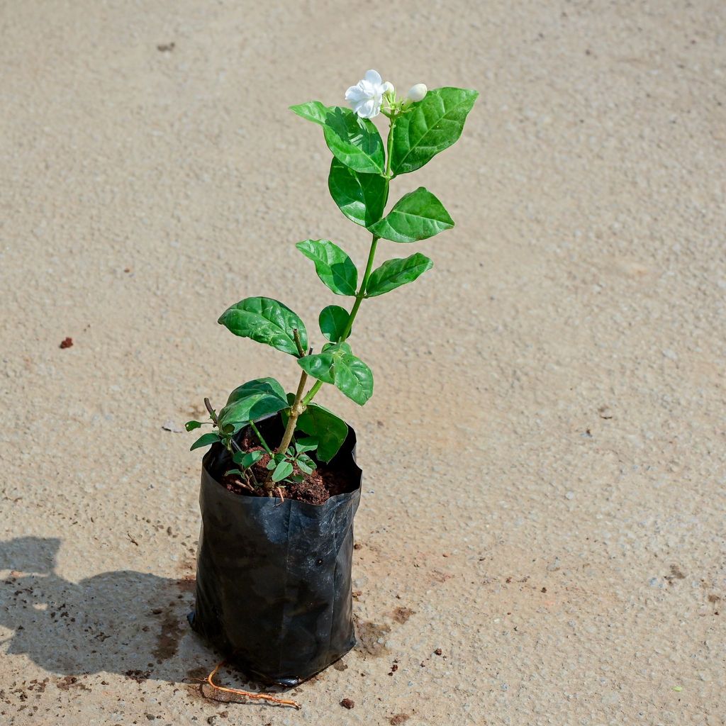 Mogra / Jasmine in 4 Inch Nursery Bag