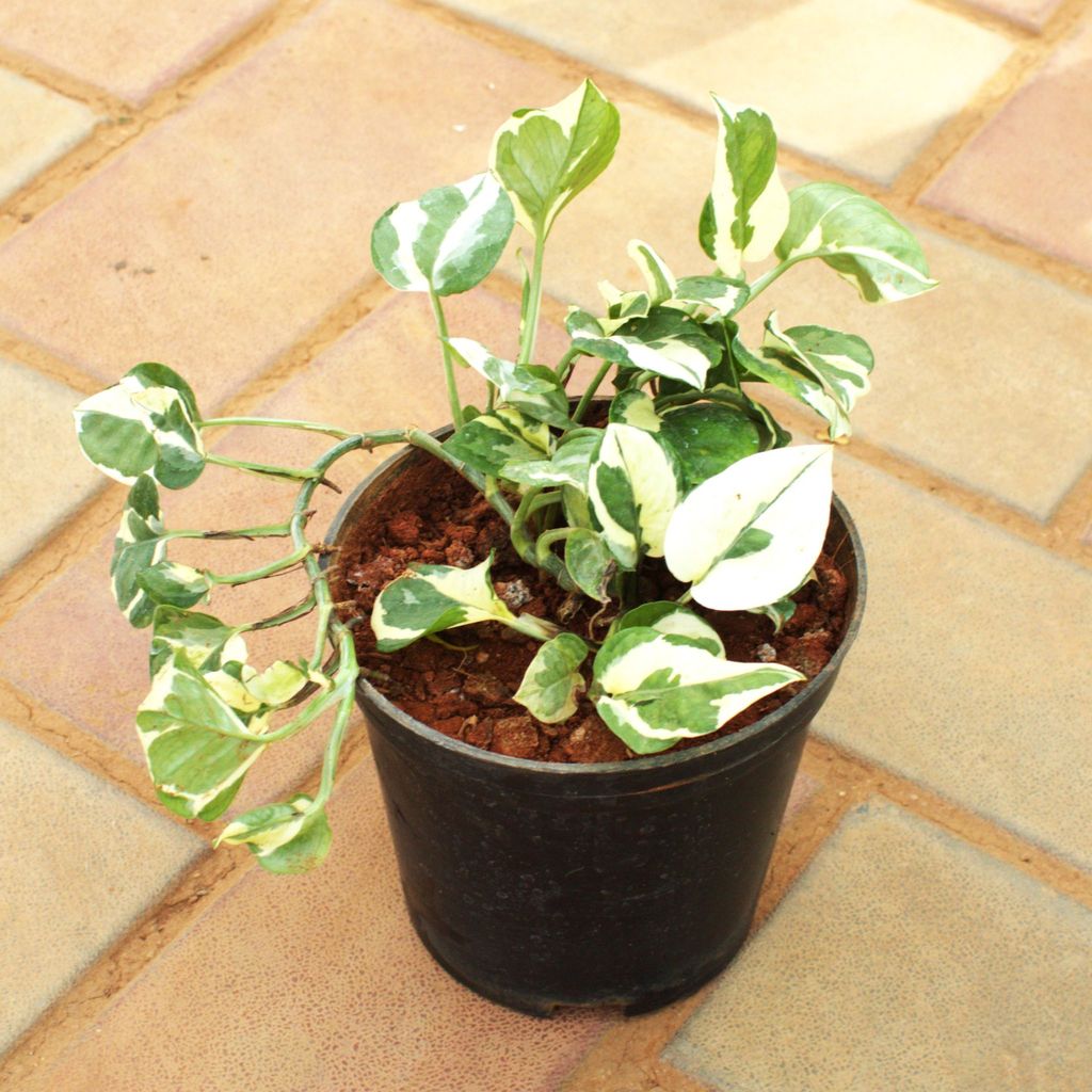 Money Plant N'Joy in 4 Inch Nursery Pot