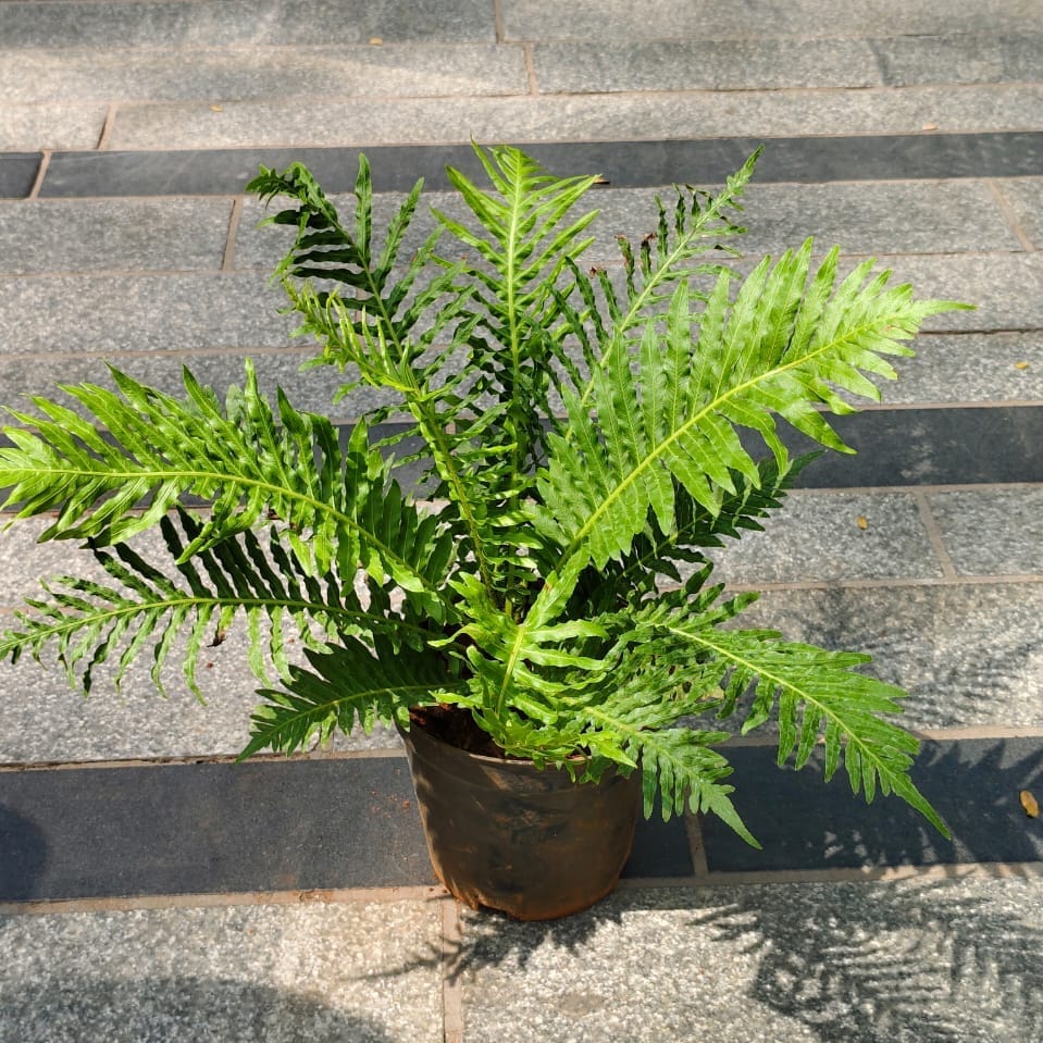 Fern Green in 5 Inch Nursery Pot