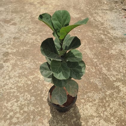 Buy Fiddle Leaf Fig / Ficus Lyrata in 8 Inch Nursery Pot Online | Urvann.com