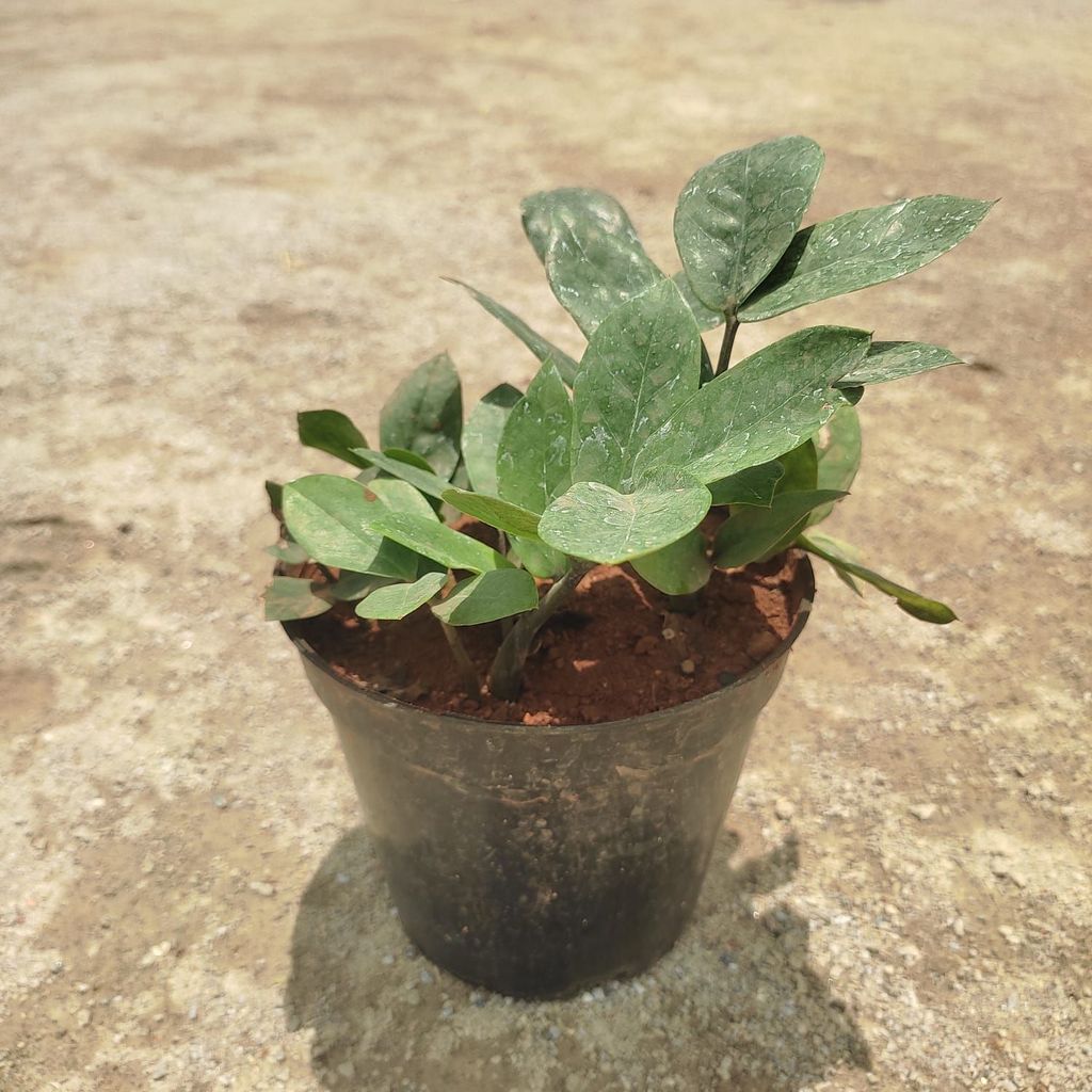 Zz Green in 5 Inch Nursery Pot