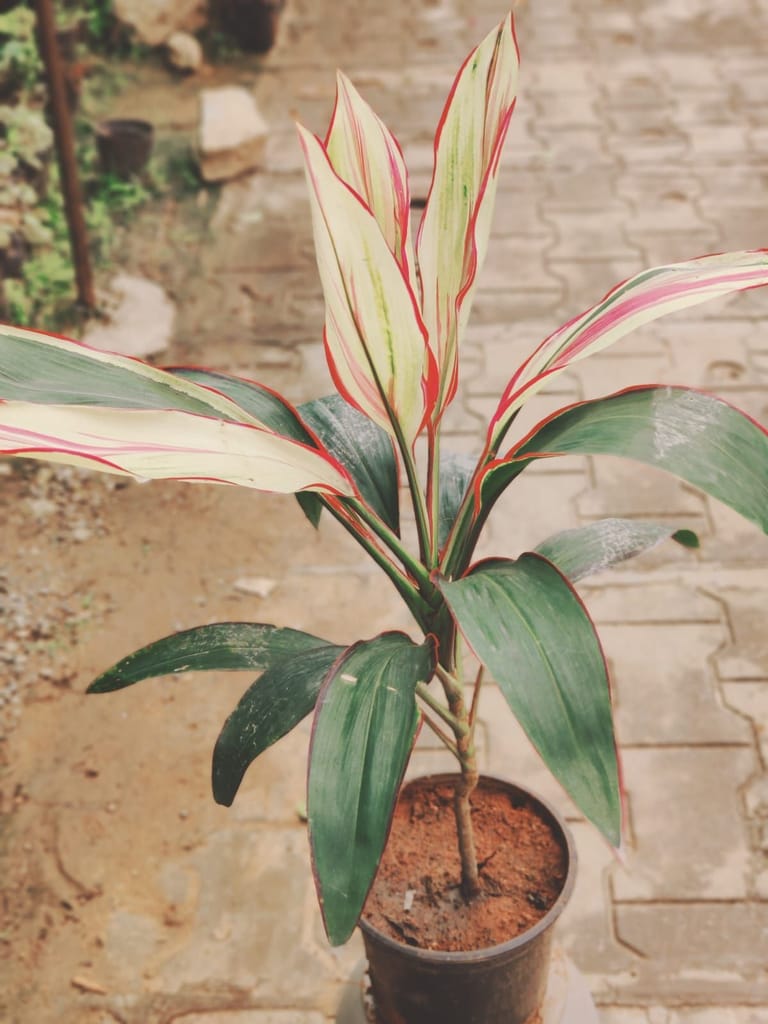 Dracaena Marginata in 6 Inch Nursery Pot