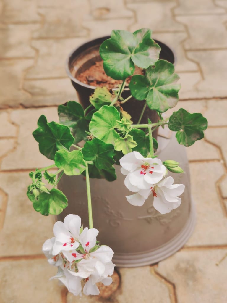 Geranium White in 6 Inch Nursery Pot