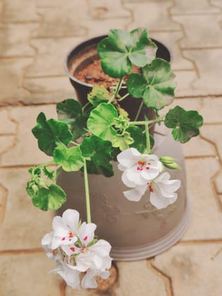 Buy Geranium White in 6 Inch Plastic Pot Online | Urvann.com