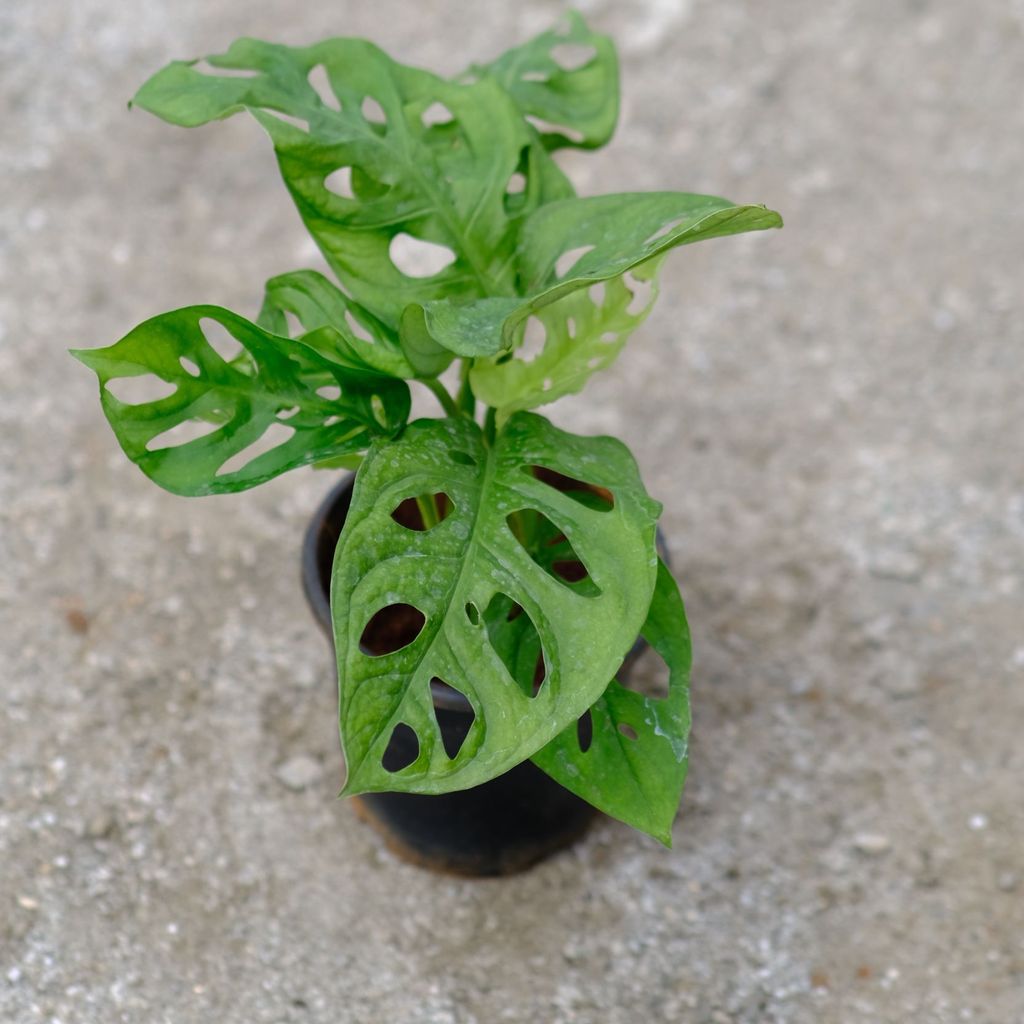 Monstera Broken Heart in 4 Inch Nursery Pot